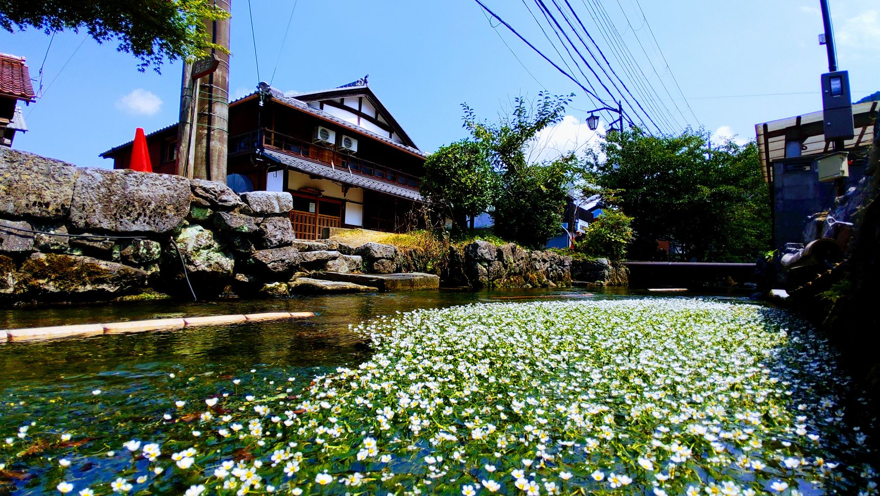 地蔵川に咲く梅花藻